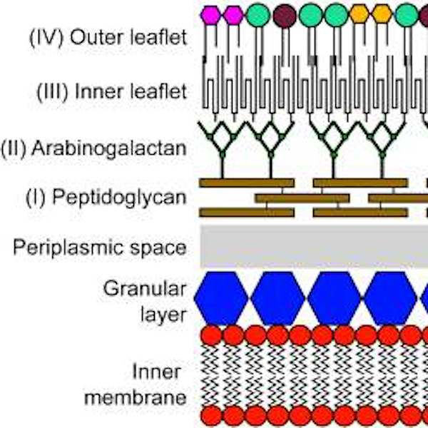 Elucidation Of The Structure Of The Surface Layer Of Deinococcus